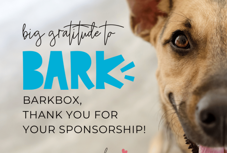 loves dogs loves dogs dog rescue loves dogs nonprofit dog rescue barkbox