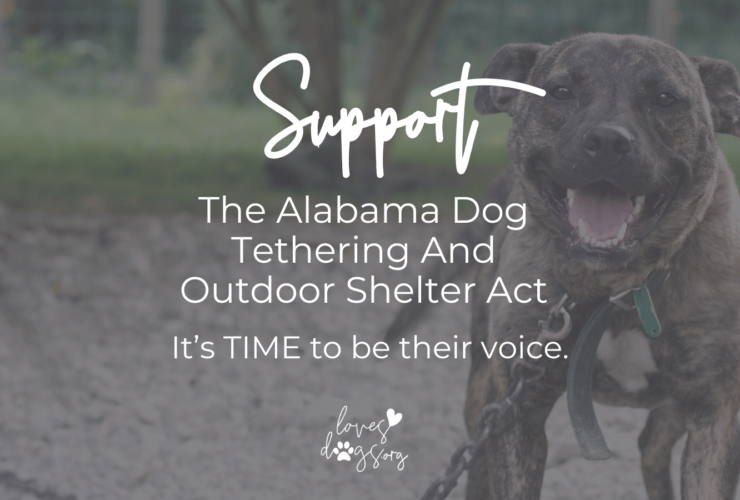 animal welfare in alabama improve animal welfare in alabama loves dogs dog rescue loves dogs nonprofit dog rescue