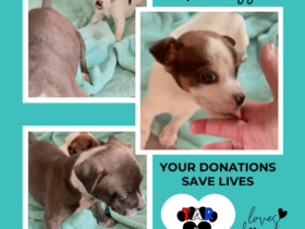 loves dogs loves dogs rescue loves dogs nonprofit rescue