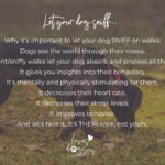 loves dogs loves dogs dog rescue loves dogs nonprofit rescue why you should let your dog sniff on walks