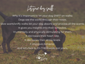 loves dogs loves dogs dog rescue loves dogs nonprofit rescue why you should let your dog sniff on walks