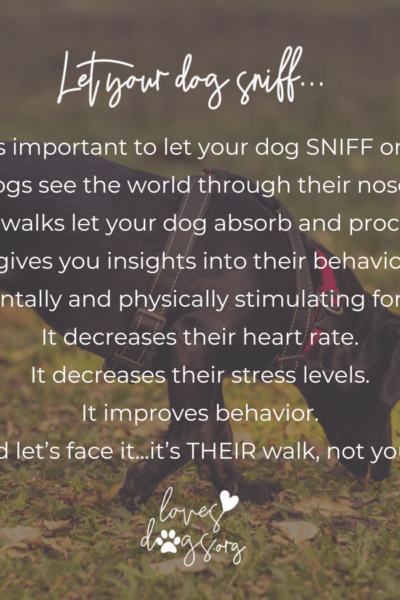 loves dogs loves dogs dog rescue loves dogs nonprofit rescue why you should let your dog sniff on walks