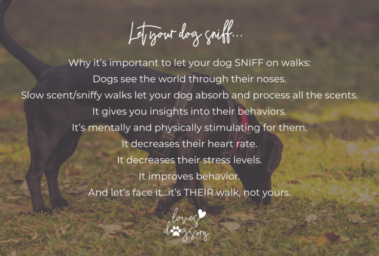 loves dogs loves dogs dog rescue loves dogs nonprofit rescue why you should let your dog sniff on walks