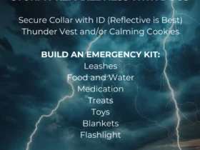 storm preparedness with dogs dog emergency kit tornado kit for dogs loves dogs loves dogs nonprofit dog rescue