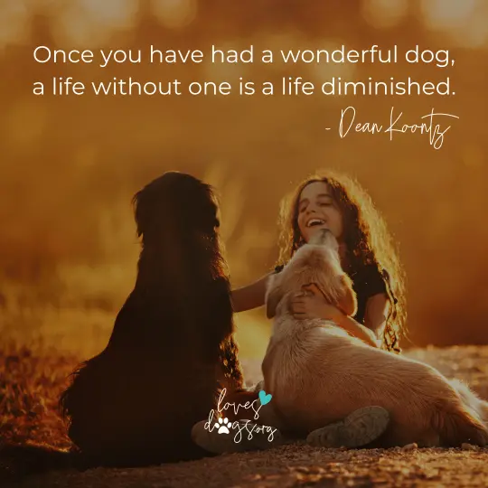 dog quotes dean koontz dog quotes loves dogs dog rescue loves dogs nonprofit dog rescue