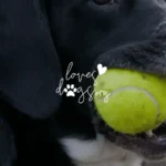 how to save your dog from choking on a tennis ball loves dogs loves dogs nonprofit dog rescue