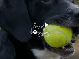 how to save your dog from choking on a tennis ball loves dogs loves dogs nonprofit dog rescue