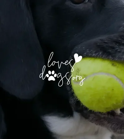 how to save your dog from choking on a tennis ball loves dogs loves dogs nonprofit dog rescue