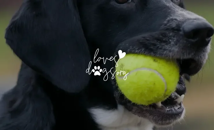 how to save your dog from choking on a tennis ball loves dogs loves dogs nonprofit dog rescue