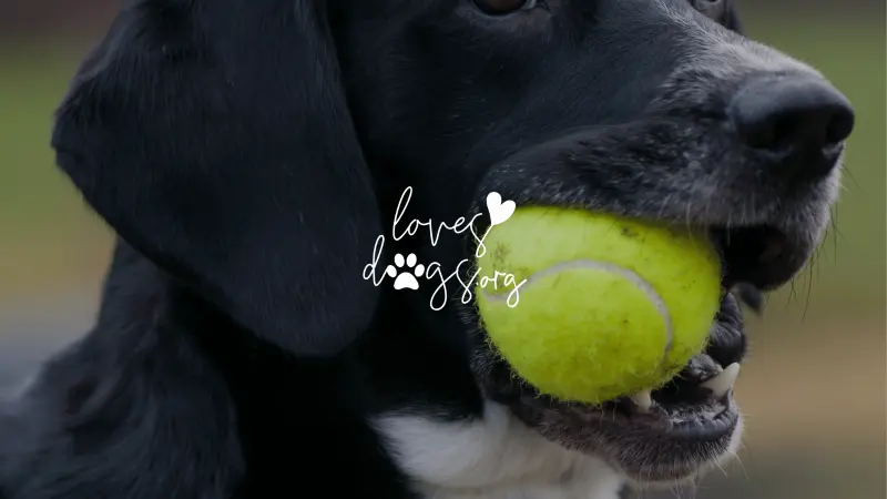 how to save your dog from choking on a tennis ball loves dogs loves dogs nonprofit dog rescue