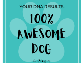 loves dogs wisdom panel dna testing loves dogs nonprofit dog rescue