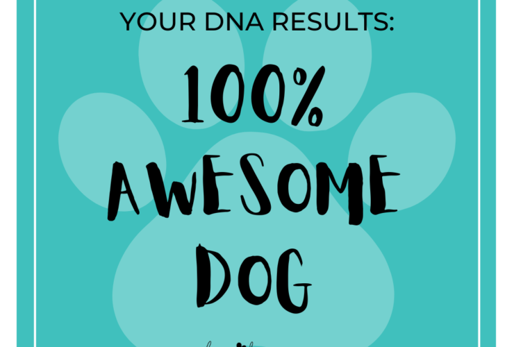 loves dogs wisdom panel dna testing loves dogs nonprofit dog rescue