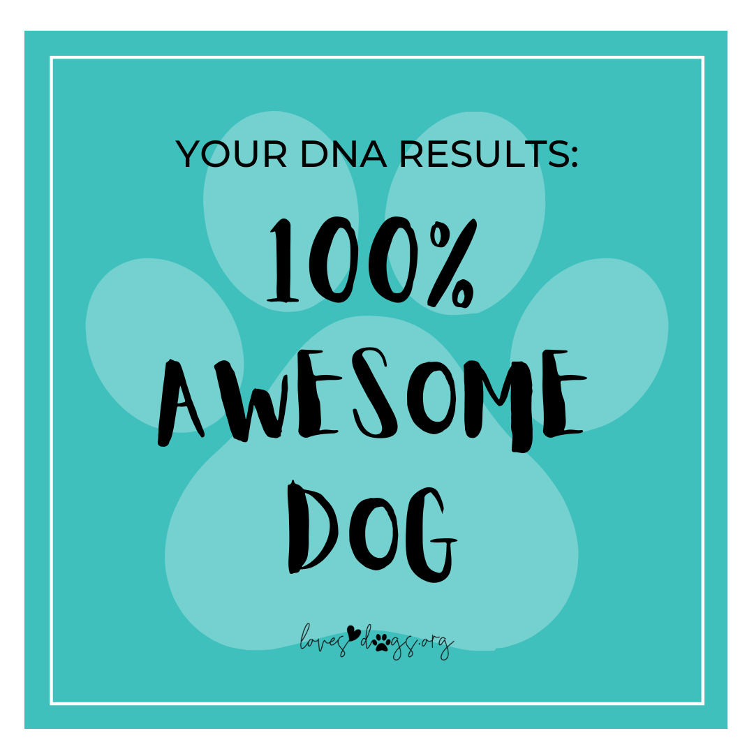 loves dogs wisdom panel dna testing loves dogs nonprofit dog rescue